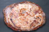 Wide, Brilliant Red Petrified Wood Table - Junggar Basin, China #258359-2